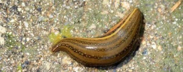 水蛭的天敌有哪些_养殖问答