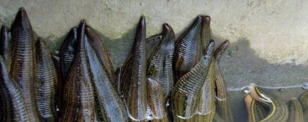 水蛭怎么吸血的,水蛭吸血怎么处理_养殖问答