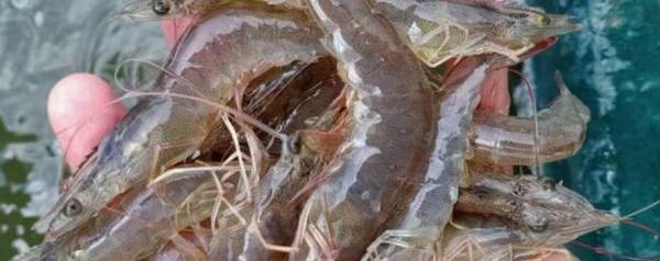 对虾是什么虾_养殖问答