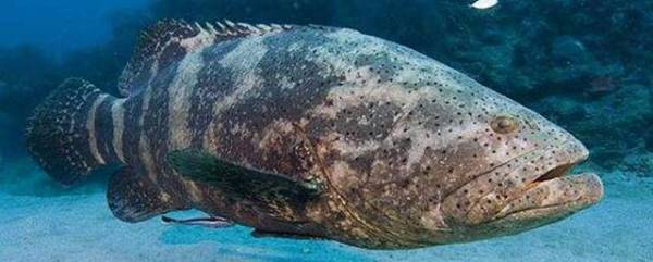 石斑鱼细菌性败血症的防控措施_养殖问答