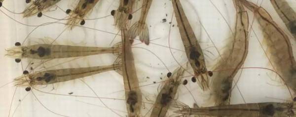 对虾什么时间产子_养虾