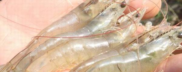 南美白对虾雌雄的区分方法_养殖问答