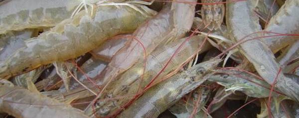 对虾蜕皮后几天开始摄食_养虾