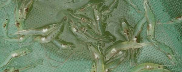 南美白对虾多少天开始吃料_养虾