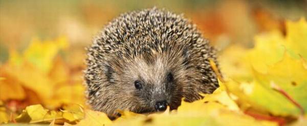 刺猬能长多大,刺猬的个体特征_养殖问答