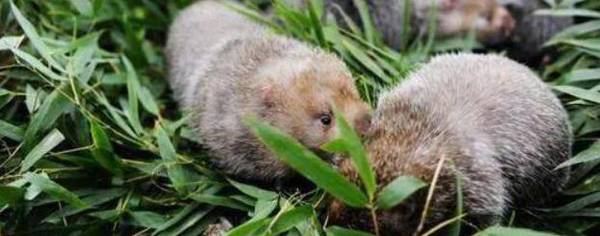 竹鼠流鼻涕的治疗方法_养殖问答