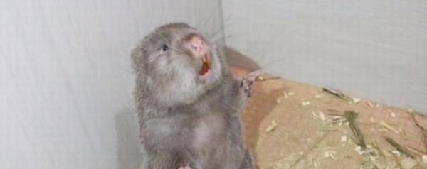 竹鼠腹水多怎么办?_养殖问答