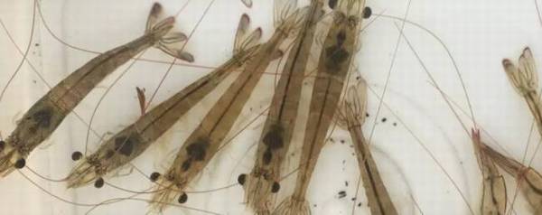 对虾体长与体重对照表_养殖问答