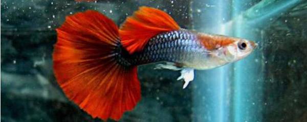 孔雀鱼缸中可以放盐吗?_养殖问答