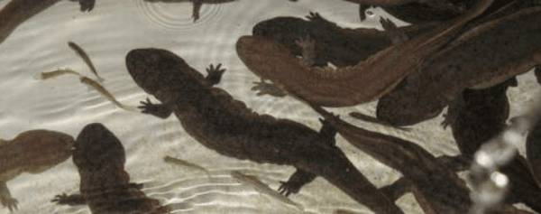 养娃娃鱼怎么办理养殖证?_养鱼