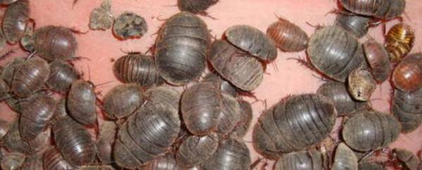 土元怎么杀,杀后要不要晒干_养殖问答