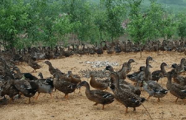 肉鸭饲料的配制原则,实用肉鸭饲料配方_养鸭