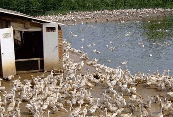 提高蛋鸭产蛋量的十大绝招_养鸭