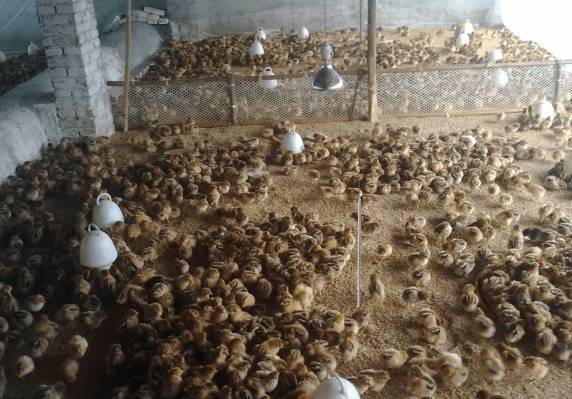 雏鸭的选择与饲养管理问题_养鸭