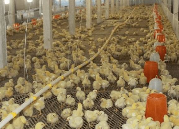 雏鸭的选择与饲养管理问题_养鸭