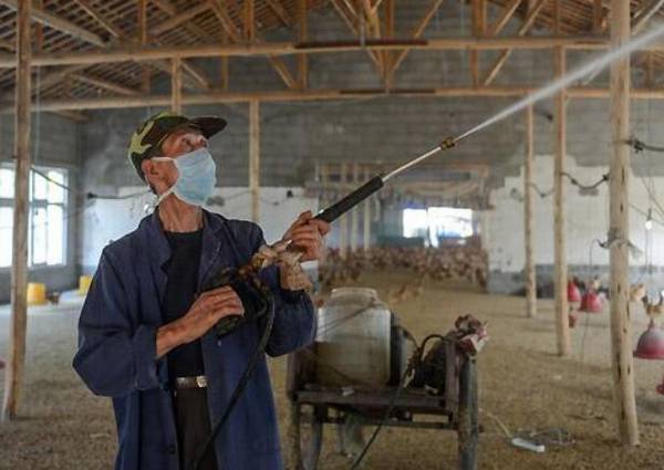 鸡场鸡舍消毒的注意事项_养鸡