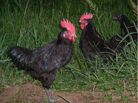 养鸡饲料的选择问题_养鸡