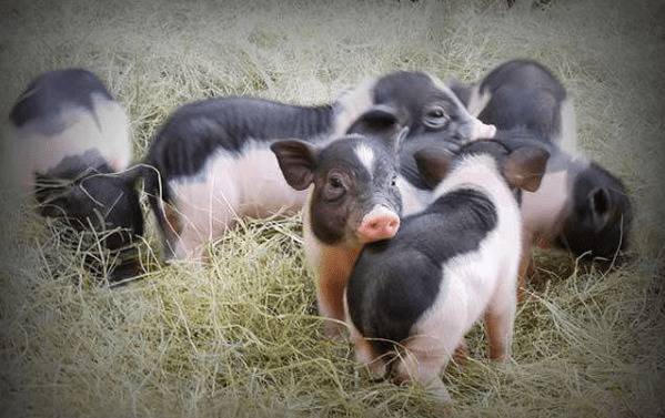 ������ʳ������Щ��_������ֳ