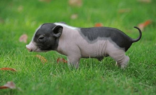 香猪寿命多长,最长寿的25年_香猪养殖