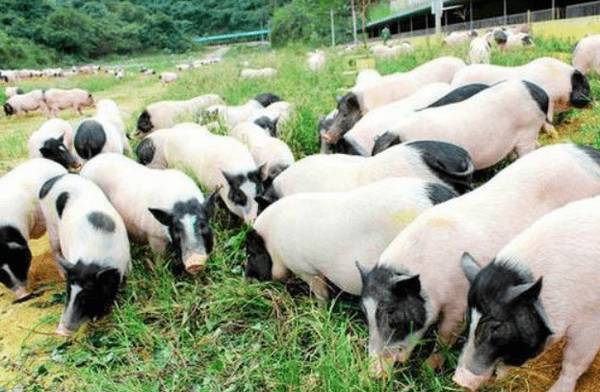 香猪的养殖成本多少_香猪养殖