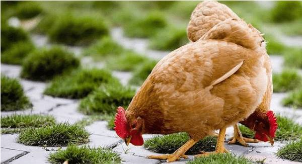 三黄鸡的养殖注意事项_养鸡