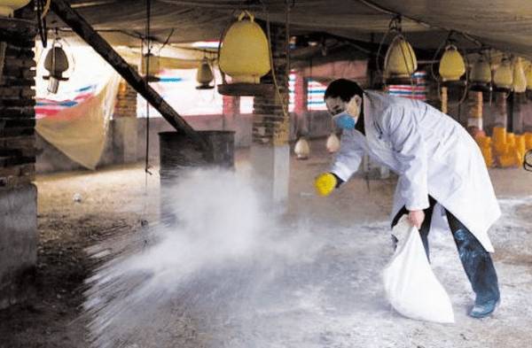 鸡场鸡舍消毒的注意事项_养鸡