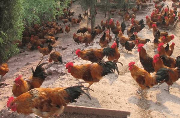 土鸡饲养的注意事项_养鸡