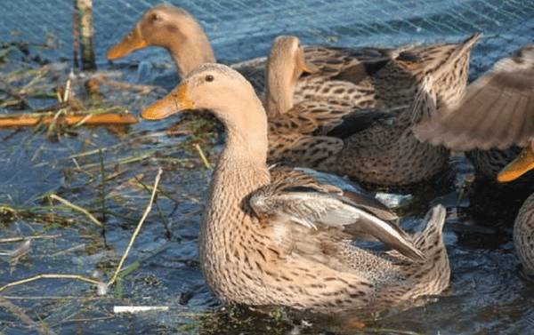 治疗鸭子食物中毒的小偏方_养鸭