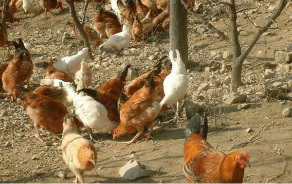 土鸡后期饲养的管理要点_养鸡