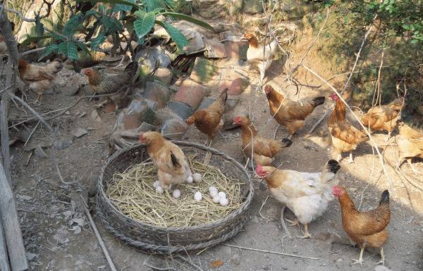 养鸡怎么选址,养鸡鸡场选址的注意事项_养鸡