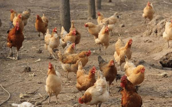 土鸡日常免疫的工作重点_养鸡