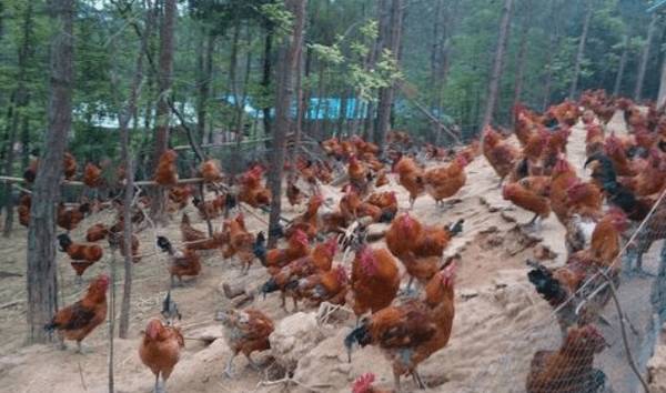 土鸡适时开料的注意事项_养鸡