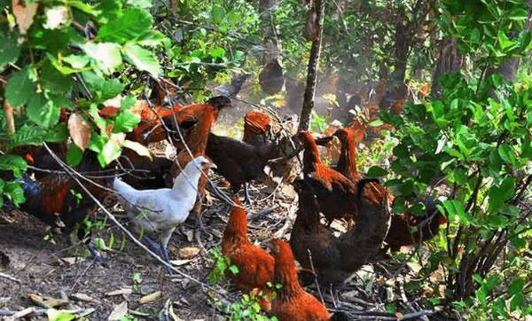 养鸡怎么选址,养鸡鸡场选址的注意事项_养鸡