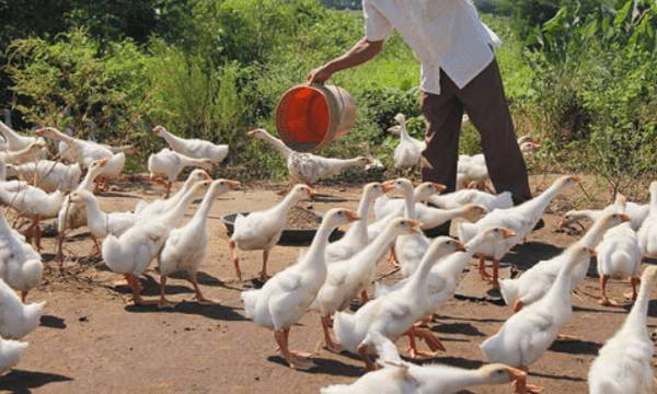 鹅的日常管理技术要点_养鹅