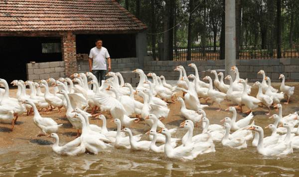 养鹅的条件有哪些,养鹅要准备哪些东西_养鹅
