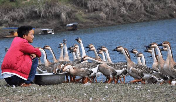 鹅病防治的五大要点_养鹅