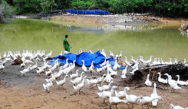 养鹅时的四种常见疾病_养鹅