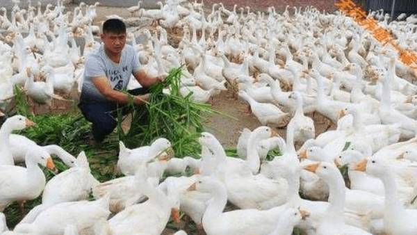 养鹅怎么育肥,养鹅快速育肥的四种方法_养鹅