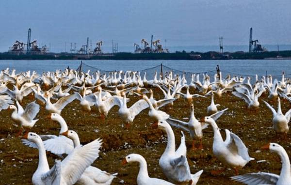 夏季养鸭子对饲养方式的要求_养鸭