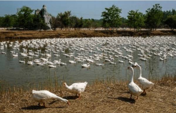 鹅霍乱的治疗方法_养鹅
