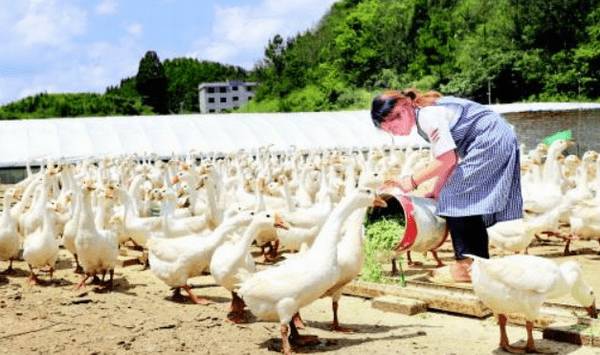 怎么提高肥育鹅产量与质量?_养鹅