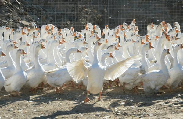 鹅霍乱的预防方法_养鹅