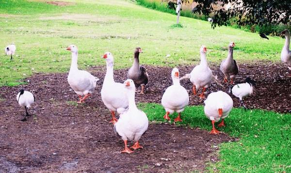 肥育鹅怎么饲养,肥育鹅饲养管理要点_养鹅
