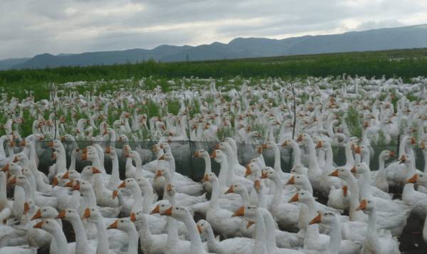 肥育鹅怎么饲养,肥育鹅饲养管理要点_养鹅