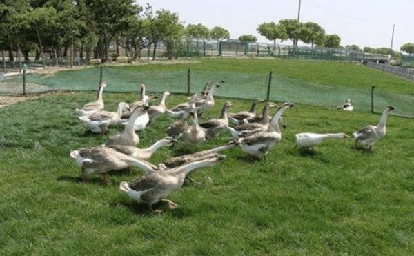 鹅霍乱的症状及防治方法_养鹅