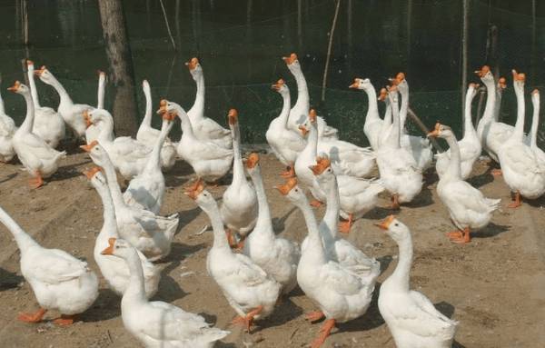 养鹅育肥的常用方法_养鹅