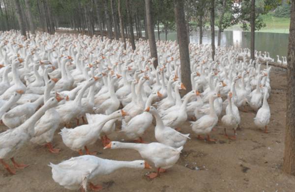 肥育鹅怎么饲养,肥育鹅饲养管理要点_养鹅