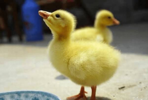 雏鹅的饲料配方,雏鹅饲喂的注意事项_养鹅