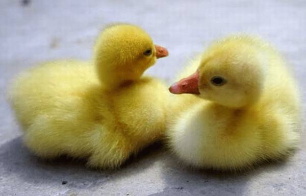 雏鹅的饲料配方,雏鹅饲喂的注意事项_养鹅