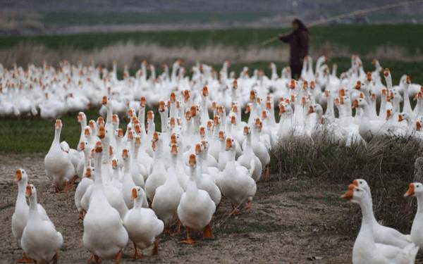 肥育鹅怎么饲养,肥育鹅饲养管理要点_养鹅